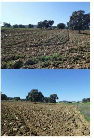 imagen 2 de Venta de olivar en Badajoz
