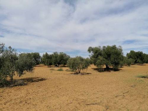 imagen 1 de Venta de finca en Huelva