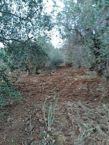 imagen 4 de Venta de finca con Chalet en Montserrat