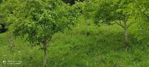 imagen 1 de Se venden parcelas rústicas en La Carcoba (Cantabria)