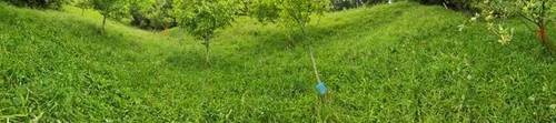 imagen 3 de Se venden parcelas rústicas en La Carcoba (Cantabria)