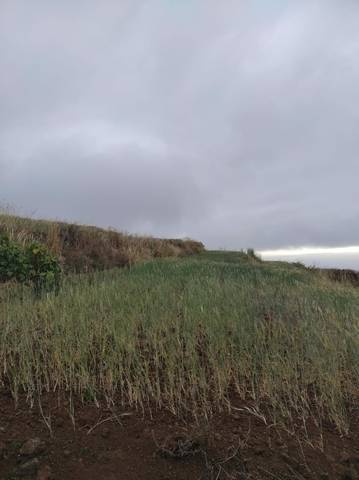 imagen 1 de Venta de finca en Tacoronte (Tenerife)
