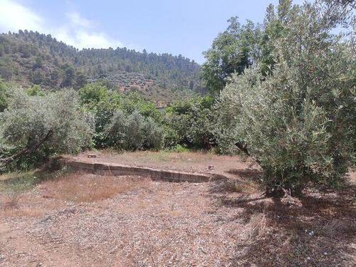 imagen 1 de Venta de olivar en Jaén