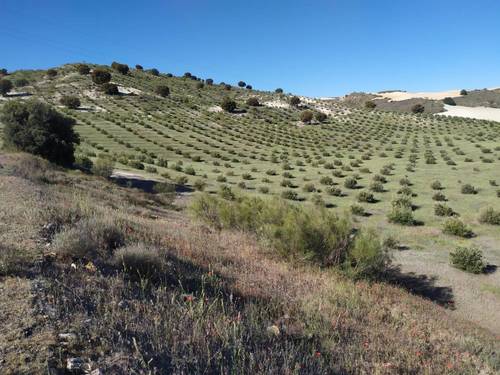 imagen 1 de Finca para pistachos 52 hectáreas Granada