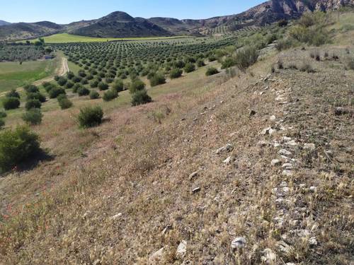 imagen 3 de Finca para pistachos 52 hectáreas Granada