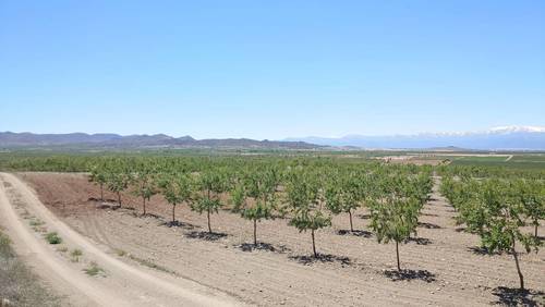 imagen 2 de Finca de almendros de 180 has en Guadix