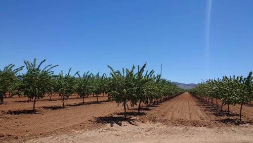 imagen 4 de Finca de almendros de 180 has en Guadix