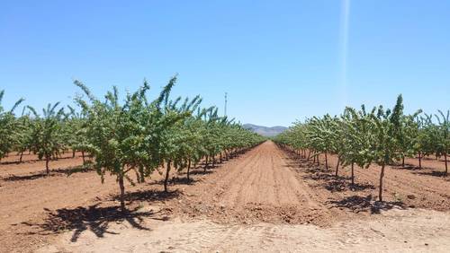 imagen 5 de Finca de almendros de 180 has en Guadix
