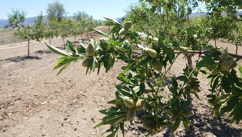 imagen 3 de Finca de almendros de 180 has en Guadix