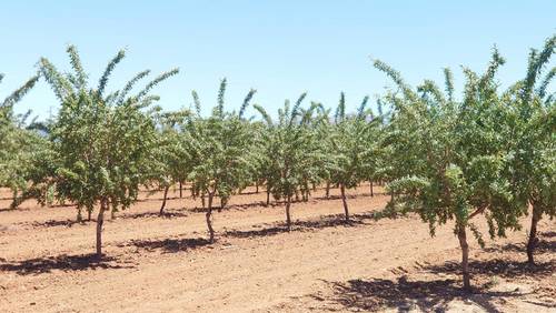 imagen 7 de Finca de almendros de 180 has en Guadix