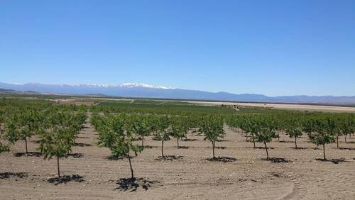 imagen 2 de Finca de almendros de 200 htas ecológica en Guadix