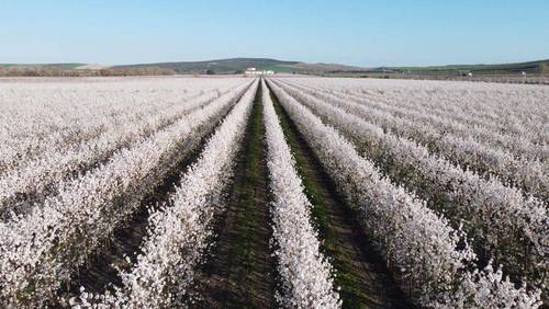 imagen 9 de Finca de almendros de 200 htas ecológica en Guadix
