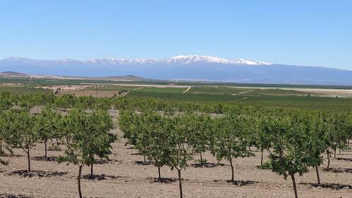 imagen 1 de Finca de almendros de 200 htas ecológica en Guadix