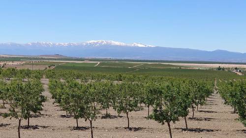 imagen 6 de Finca de almendros de 200 htas ecológica en Guadix