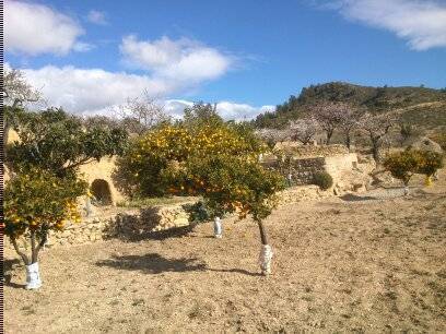 imagen 6 de FINCA MAS CASA A REFORMAR