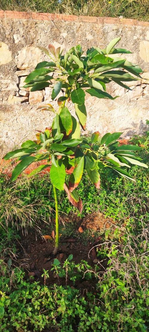 imagen 1 de Vendo finca rústica en Bétera, Camí de Paterna