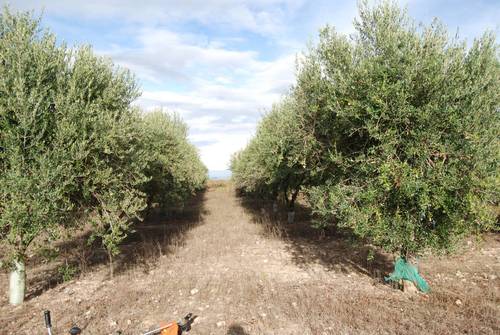 imagen 1 de VENTA 2 TERRENOS DE REGADÍO ADYACENTES