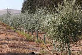 imagen 1 de Olivar