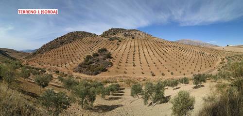 imagen 3 de Terrenos con Olivos en Álora/Valle de Abdalajis