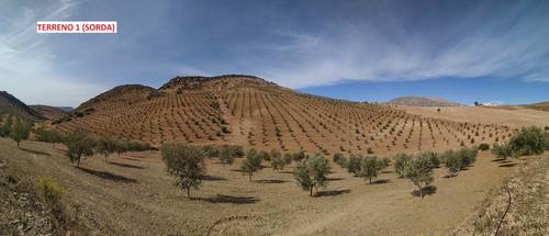imagen 2 de Terrenos con Olivos en Álora/Valle de Abdalajis