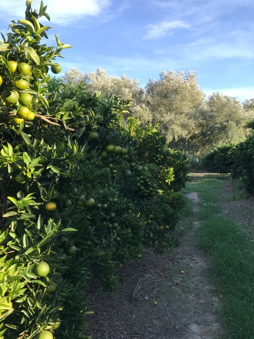 imagen 3 de Finca cítricos Aldover