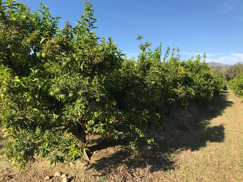 imagen 1 de Finca cítricos Aldover