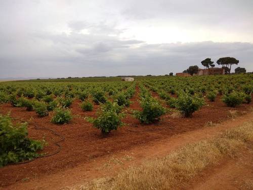 imagen 1 de Viñedo Regadío. Blanco. 14.000 cepas. 9 Ha.