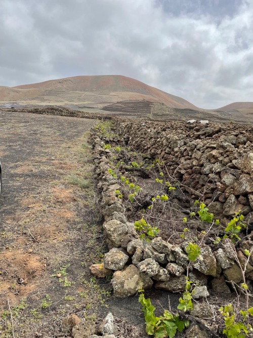 imagen 5 de Vendo finca rustica en tinajo