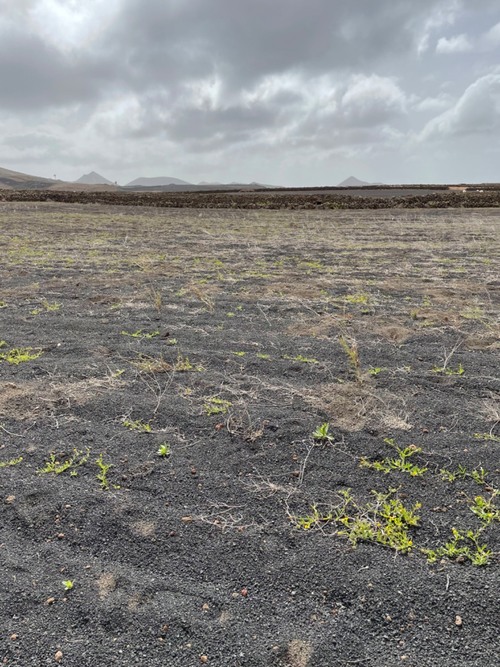 imagen 4 de Vendo finca rustica en tinajo