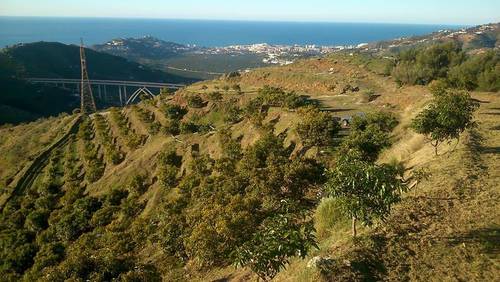 imagen 2 de FINCA RUSTICA EN PLENA PRODUCCION EN PARAJE BARRANCO DE ITRABO (ALMUÑÉCAR)