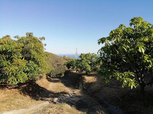 imagen 6 de FINCA RUSTICA EN PLENA PRODUCCION EN PARAJE BARRANCO DE ITRABO (ALMUÑÉCAR)