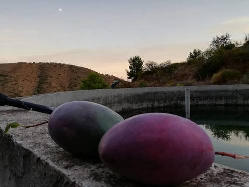 imagen 20 de FINCA RUSTICA EN PLENA PRODUCCION EN PARAJE BARRANCO DE ITRABO (ALMUÑÉCAR)