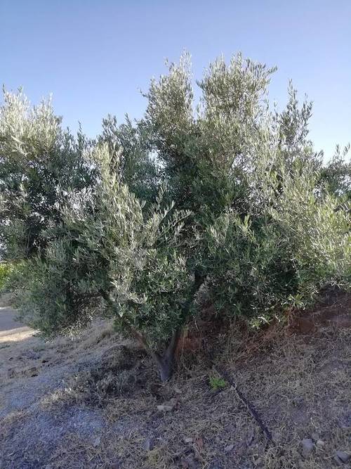 imagen 12 de FINCA RUSTICA EN PLENA PRODUCCION EN PARAJE BARRANCO DE ITRABO (ALMUÑÉCAR)