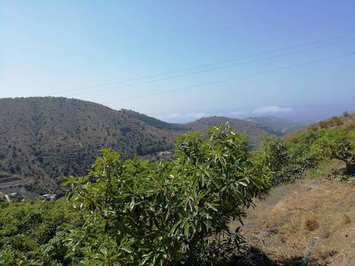 imagen 22 de FINCA RUSTICA EN PLENA PRODUCCION EN PARAJE BARRANCO DE ITRABO (ALMUÑÉCAR)