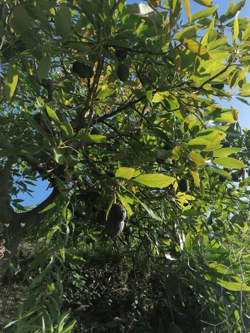 imagen 25 de FINCA RUSTICA EN PLENA PRODUCCION EN PARAJE BARRANCO DE ITRABO (ALMUÑÉCAR)