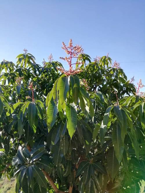imagen 23 de FINCA RUSTICA EN PLENA PRODUCCION EN PARAJE BARRANCO DE ITRABO (ALMUÑÉCAR)
