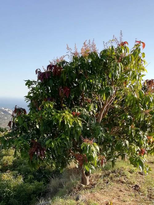 imagen 18 de FINCA RUSTICA EN PLENA PRODUCCION EN PARAJE BARRANCO DE ITRABO (ALMUÑÉCAR)