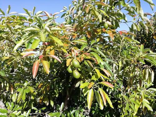imagen 16 de FINCA RUSTICA EN PLENA PRODUCCION EN PARAJE BARRANCO DE ITRABO (ALMUÑÉCAR)