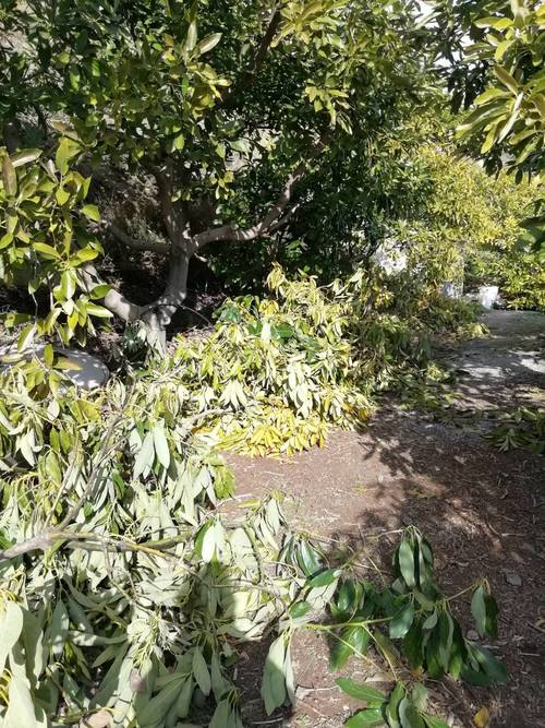 imagen 19 de FINCA RUSTICA EN PLENA PRODUCCION EN PARAJE BARRANCO DE ITRABO (ALMUÑÉCAR)