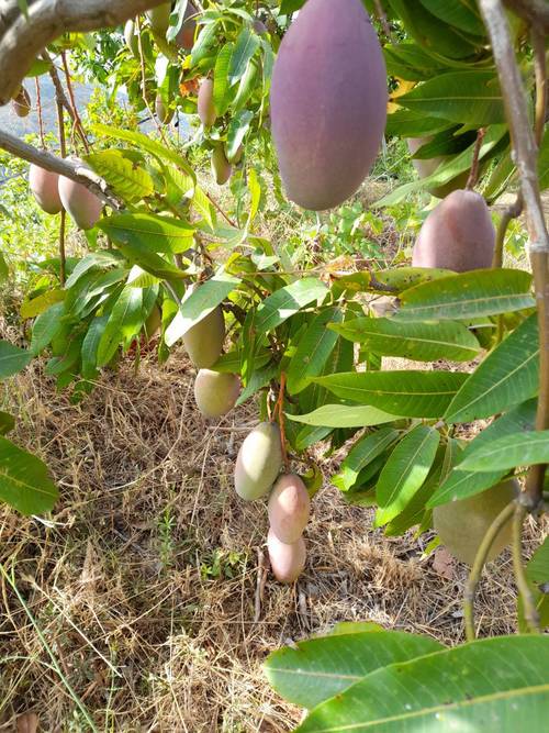 imagen 9 de FINCA RUSTICA EN PLENA PRODUCCION EN PARAJE BARRANCO DE ITRABO (ALMUÑÉCAR)