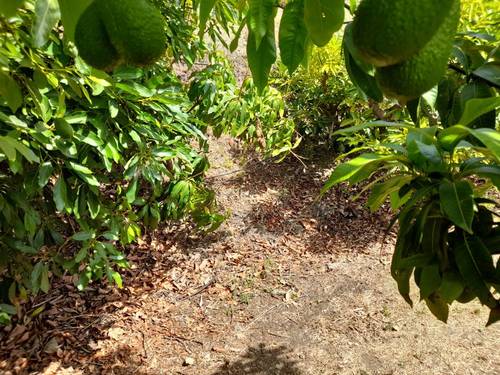imagen 8 de FINCA RUSTICA EN PLENA PRODUCCION EN PARAJE BARRANCO DE ITRABO (ALMUÑÉCAR)