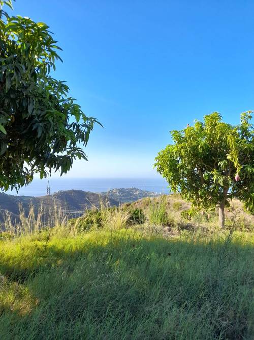 imagen 11 de FINCA RUSTICA EN PLENA PRODUCCION EN PARAJE BARRANCO DE ITRABO (ALMUÑÉCAR)