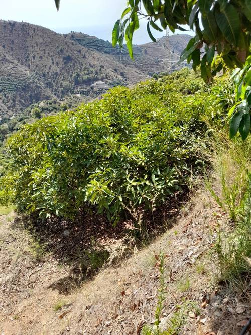 imagen 14 de FINCA RUSTICA EN PLENA PRODUCCION EN PARAJE BARRANCO DE ITRABO (ALMUÑÉCAR)
