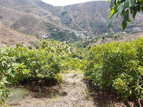 imagen 7 de FINCA RUSTICA EN PLENA PRODUCCION EN PARAJE BARRANCO DE ITRABO (ALMUÑÉCAR)