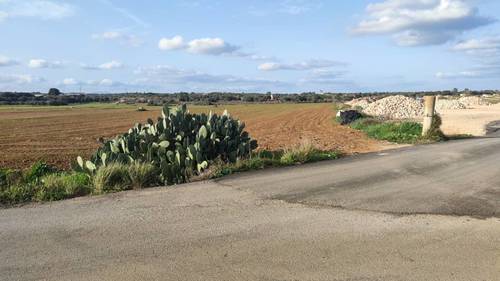 imagen 2 de Terreno rústico y agrario con regadío en ariany