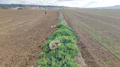 imagen 5 de Terreno rústico y agrario con regadío en ariany