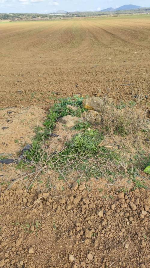 imagen 8 de Terreno rústico y agrario con regadío en ariany