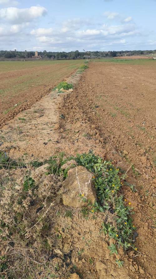 imagen 7 de Terreno rústico y agrario con regadío en ariany