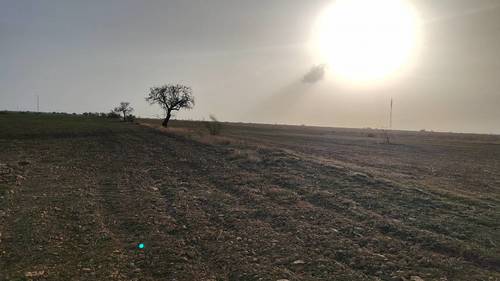 imagen 12 de FINCA PARA ALMENDROS LLANA 200 HA GUADIX