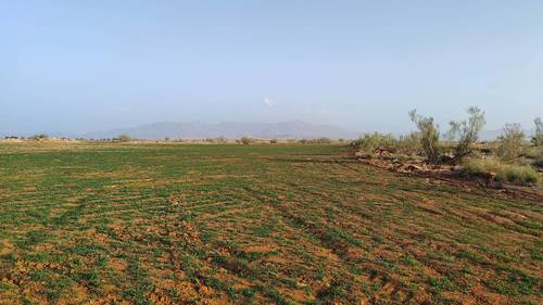 imagen 14 de FINCA PARA ALMENDROS LLANA 200 HA GUADIX